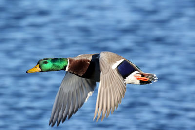 Bird in flight