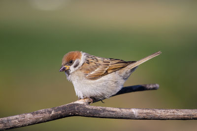 Close-up of bird perching on branch