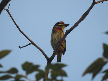 Low angle view of bird perching on branch against sky