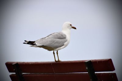 Low angle view of seagull perching on wood against clear sky