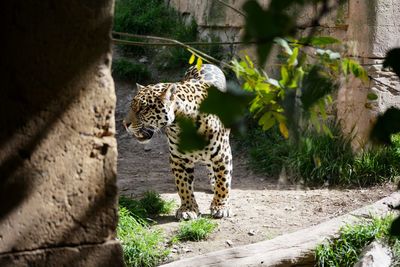 Leopard in a zoo