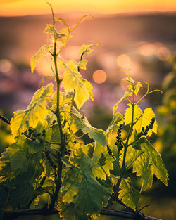 Close-up of yellow leaves on plant during sunset