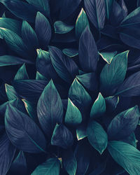 Blue leaves texture background