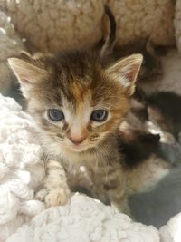 Close-up portrait of kitten