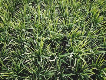 Full frame shot of plants on field