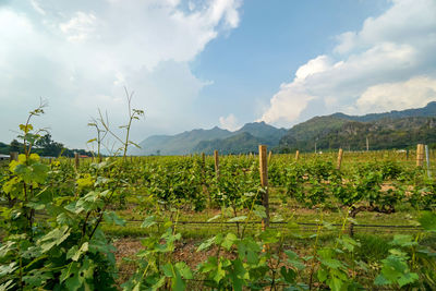 Scenic view of vineyard against sky