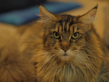 Close-up portrait of cat