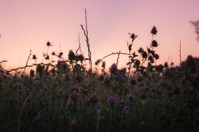 Close-up of silhouette plants on field against sky during sunset