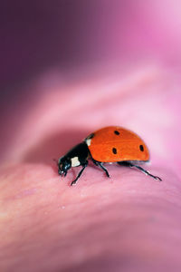 Close-up of ladybug on leaf