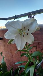 Low angle view of flowers blooming against sky