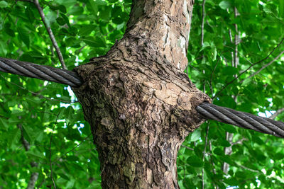 Close-up of lizard on tree trunk