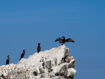 Low angle view of cormorants on rock against clear blue sky