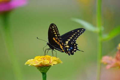 Close-up of butterfly pollinating on flower