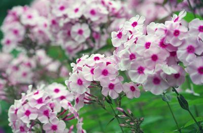 Close-up of pink flowers