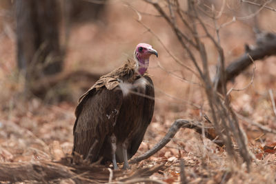 View of bird on land