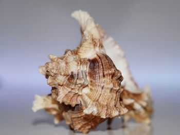 Close-up of seashell