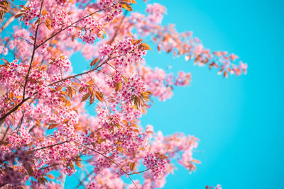 Low angle view of pink flowers against sky