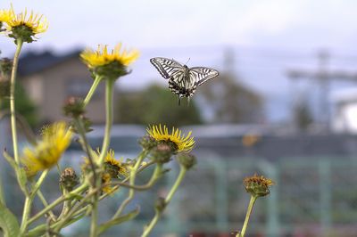 Butterfly hovering by yellow flowers