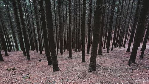 Trees growing in forest