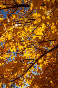 Low angle view of yellow flowering tree