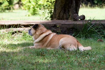 View of a dog resting on field