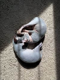 High angle view of dog lying on field