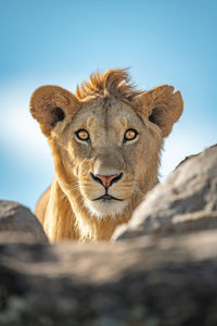 Close-up of lioness