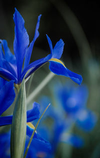 Close-up of purple flowering plant