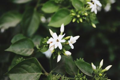 Close-up of white flowering plant