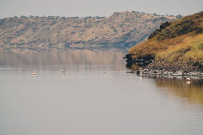 Flamingos in little magadi against a mountain background, lake magadi, kenya