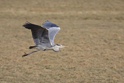 Close-up of gray heron flying on field