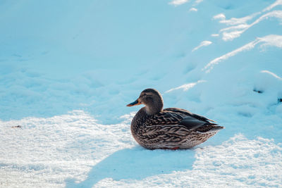 Bird on a rock in lake during winter