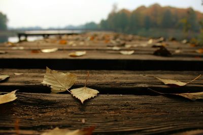 Close-up of dry leaves on wooden surface
