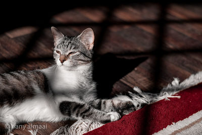 Close-up of kitten resting on bed