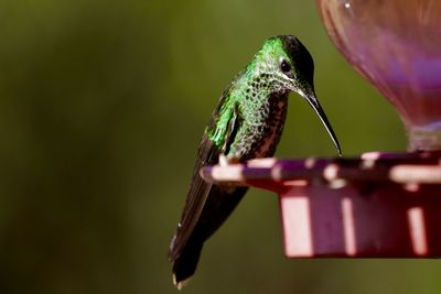 Close-up of bird perching on feeder