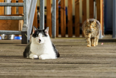 Cat sitting on wooden wall