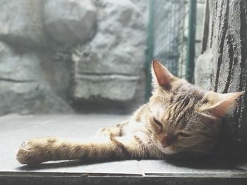 Close-up of a cat sleeping