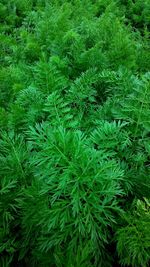 Full frame shot of green leaves