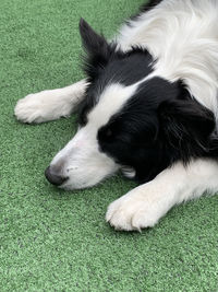 Close-up of dog lying on grass