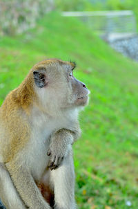 Close-up of monkey looking away on field