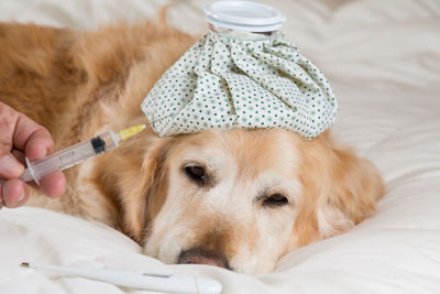 Close-up portrait of dog holding camera on bed