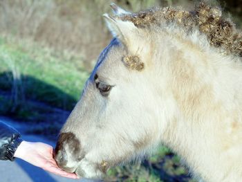 Close-up of horse touching hand