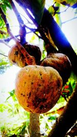 Close-up of fruits growing on tree