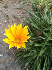 Close-up of yellow flower