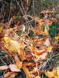 High angle view of dry leaves on field