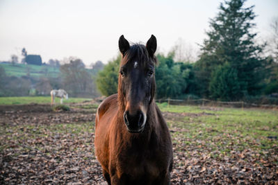 Portrait of horse on field