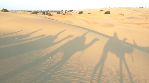 Shadow of a desert