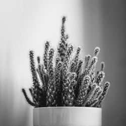 Close-up of cactus plant against white background