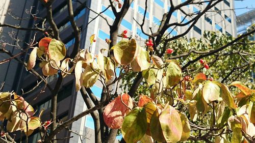 Low angle view of fruits on tree