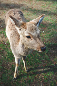 Close-up of deer standing on field